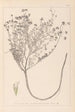 Herbier de la flore française Pl0374 - Louis Antoine Cusin — visning af kunstværket