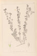Herbier de la flore française Pl0375 - Louis Antoine Cusin — visning af kunstværket