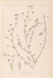 Herbier de la flore française Pl0376 - Louis Antoine Cusin — visning af kunstværket