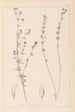 Herbier de la flore française Pl0377 - Louis Antoine Cusin — visning af kunstværket