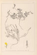 Herbier de la flore française Pl0378 - Louis Antoine Cusin — visning af kunstværket