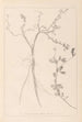 Herbier de la flore française Pl0379 - Louis Antoine Cusin — visning af kunstværket