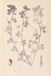 Herbier af den franske flora Pl0380 - Louis Antoine Cusin — visning af kunstværket