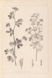 Herbier de la flore française Pl0381 - Louis Antoine Cusin — visning af kunstværket