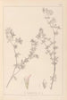 Herbier af den franske flora Pl0382 - Louis Antoine Cusin — visning af kunstværket
