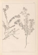 Herbier de la flore française Pl0383 - Louis Antoine Cusin — visning af kunstværket