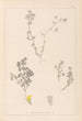 Herbier de la flore française Pl0384 - Louis Antoine Cusin — visning af kunstværket
