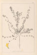 Herbier de la flore française Pl0385 - Louis Antoine Cusin — visning af kunstværket