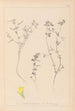 Herbier de la flore française Pl0386 - Louis Antoine Cusin — visning af kunstværket