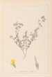 Herbier de la flore française Pl0387 - Louis Antoine Cusin — visning af kunstværket