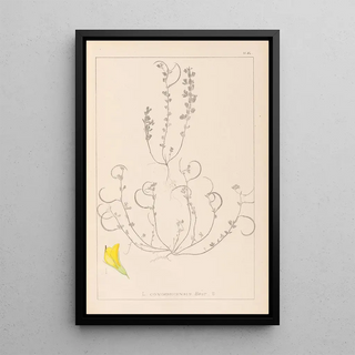 Louis Antoine Cusin - Herbier de la flore franaise Pl0388.webp