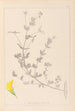 Herbier de la flore française Pl0389 - Louis Antoine Cusin — visning af kunstværket