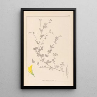 Louis Antoine Cusin - Herbier de la flore franaise Pl0389.webp