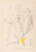 Herbier de la flore française Pl0390 - Louis Antoine Cusin — visning af kunstværket