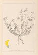 Herbier af den franske flora Pl0391 - Louis Antoine Cusin — visning af kunstværket