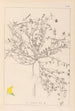 Herbier af den franske flora Pl0392 - Louis Antoine Cusin — visning af kunstværket