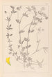 Herbier de la flore française Pl0393 - Louis Antoine Cusin — visning af kunstværket