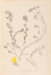 Herbier de la flore française Pl0394 - Louis Antoine Cusin — visning af kunstværket