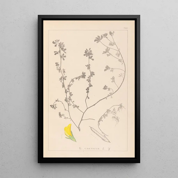 Louis Antoine Cusin - Herbier de la flore franaise Pl0394.webp