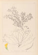 Herbier de la flore française Pl0395 - Louis Antoine Cusin — visning af kunstværket