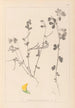 Herbier de la flore française Pl0396 - Louis Antoine Cusin — visning af kunstværket