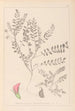 Herbier de la flore française Pl0398 - Louis Antoine Cusin — visning af kunstværket