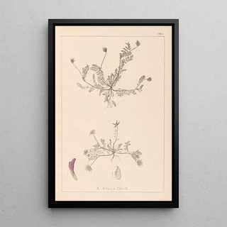 Herbier de la flore française Pl0399 - Louis Antoine Cusin — indrammet kunstværk på væggen