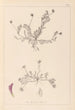 Herbier de la flore française Pl0399 - Louis Antoine Cusin — visning af kunstværket