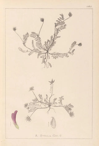 Herbier de la flore française Pl0399 - Louis Antoine Cusin — visning af kunstværket