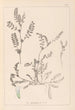 Herbier de la flore française Pl0400 - Louis Antoine Cusin — visning af kunstværket