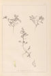Herbier de la flore française Pl0401 - Louis Antoine Cusin — visning af kunstværket