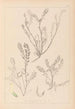 Herbier de la flore française Pl0402 - Louis Antoine Cusin — visning af kunstværket