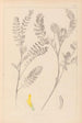 Herbier de la flore française Pl0403 - Louis Antoine Cusin — visning af kunstværket
