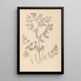 Louis Antoine Cusin - Herbier de la flore franaise Pl0404.webp
