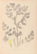 Herbier de la flore française Pl0404 - Louis Antoine Cusin — visning af kunstværket