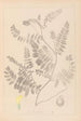Herbier de la flore française Pl0405 - Louis Antoine Cusin — visning af kunstværket