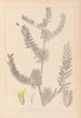 Herbier de la flore française Pl0406 - Louis Antoine Cusin — visning af kunstværket