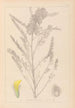 Herbier de la flore française Pl0407 - Louis Antoine Cusin — visning af kunstværket