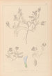 Herbier de la flore française Pl0409 - Louis Antoine Cusin — visning af kunstværket