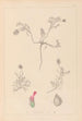 Herbier af den franske flora Pl0410 - Louis Antoine Cusin — visning af kunstværket