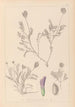 Herbier de la flore française Pl0411 - Louis Antoine Cusin — visning af kunstværket