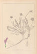 Herbier de la flore française Pl0412 - Louis Antoine Cusin — visning af kunstværket