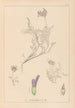Herbier de la flore française Pl0413 - Louis Antoine Cusin — visning af kunstværket
