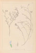 Herbier de la flore française Pl0414 - Louis Antoine Cusin — visning af kunstværket
