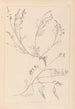Herbier af den franske flora Pl0415 - Louis Antoine Cusin — visning af kunstværket
