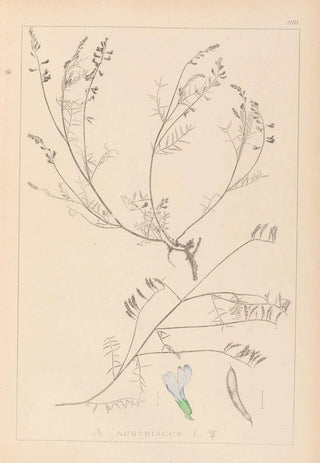 Louis Antoine Cusin - Herbier de la flore franaise Pl0415.webp