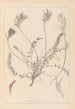 Herbier de la flore française Pl0416 - Louis Antoine Cusin — visning af kunstværket