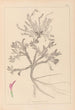 Herbier af den franske flora Pl0417 - Louis Antoine Cusin — visning af kunstværket