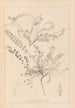 Herbier de la flore française Pl0418 - Louis Antoine Cusin — visning af kunstværket