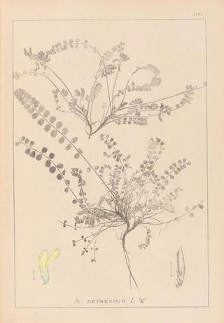 Louis Antoine Cusin - Herbier de la flore franaise Pl0418.webp